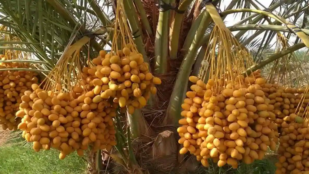 Get to know the attractive and unique types of dates