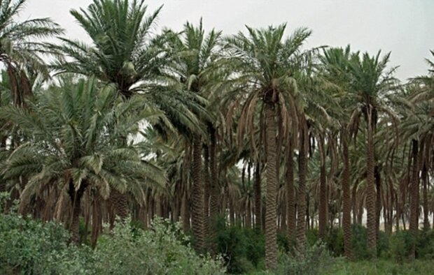 best date of Iran