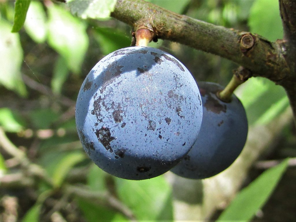 benefits of dried blackthorn 